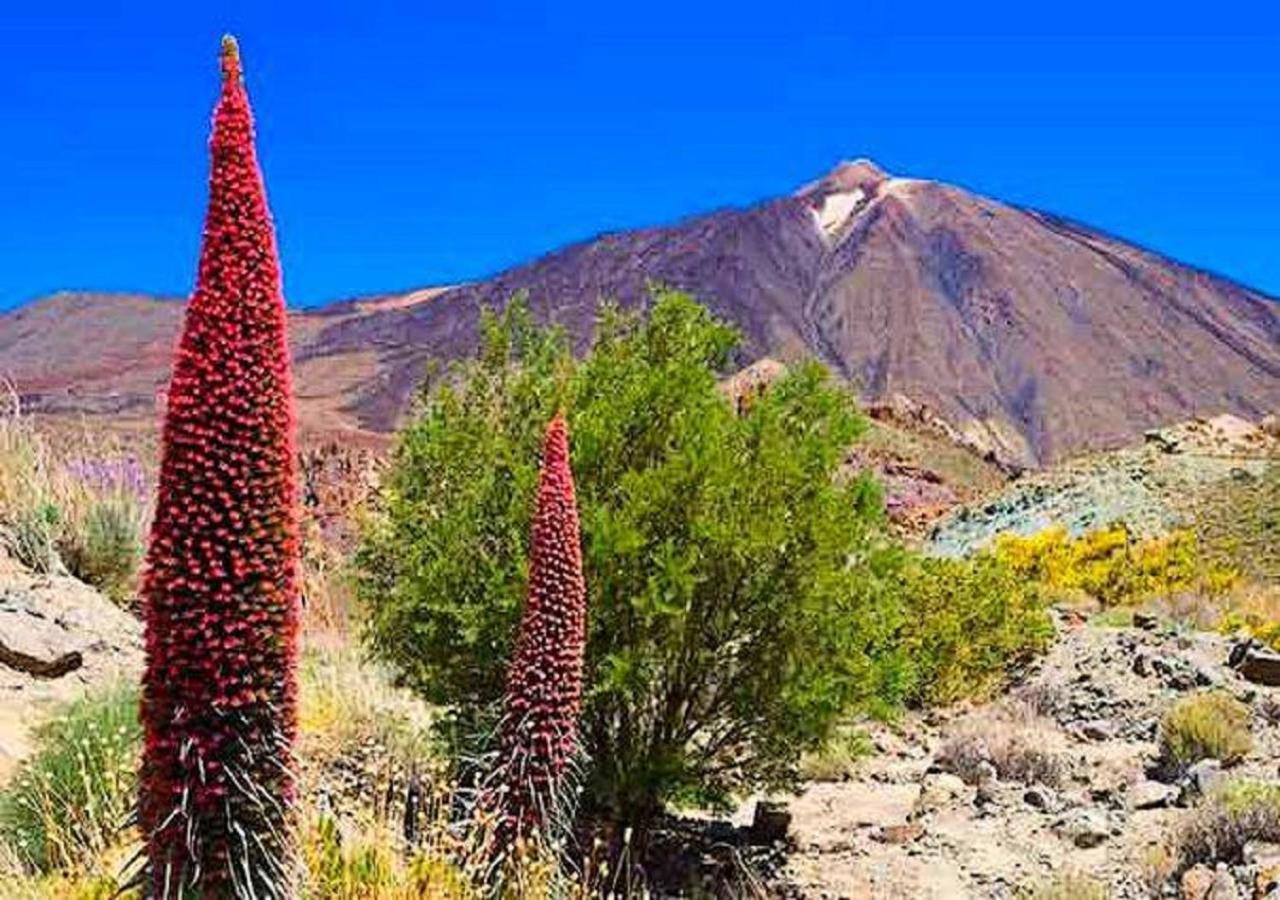 Buena Vibra Tenerife Sur Πλάγια ντε λας Αμέρικας Εξωτερικό φωτογραφία